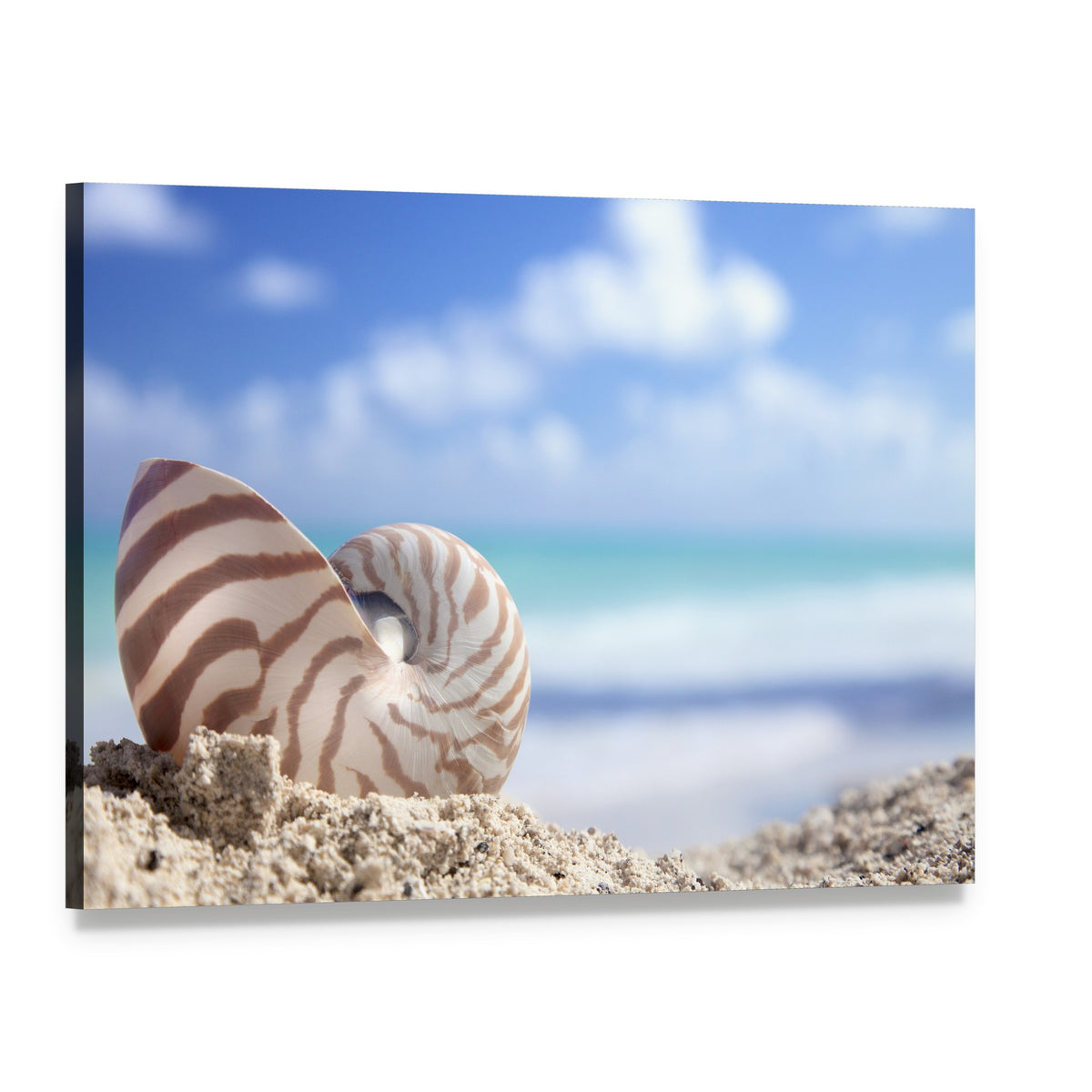 Nautilus Shell on Beach Canvas Wall Art, single panel gallery wrapped canvas, angled product view