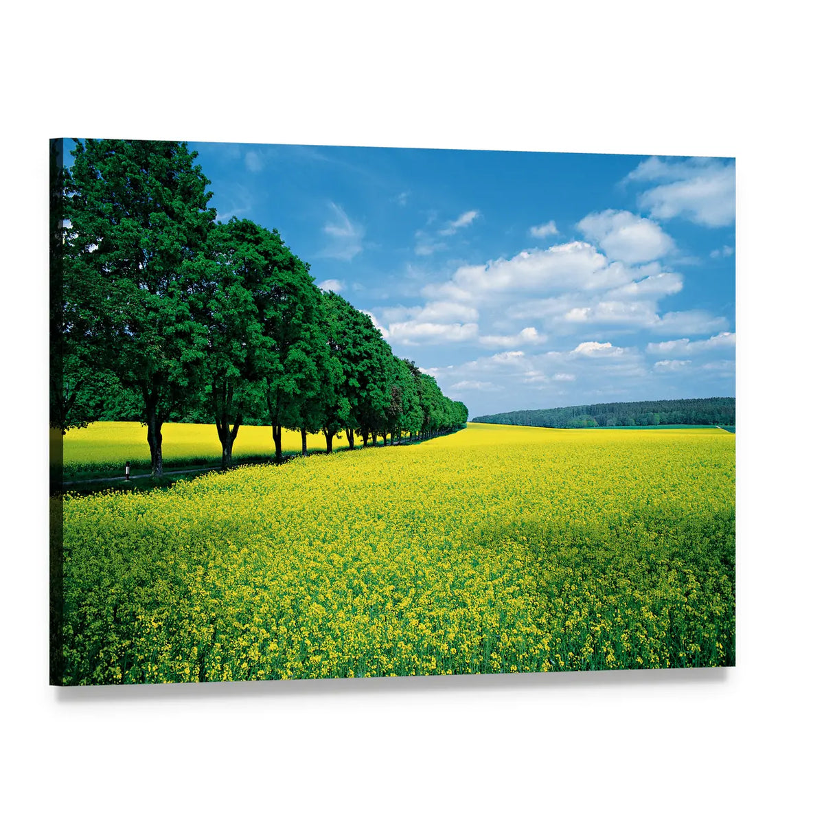 Spring Fields And Allee In Summer Canvas Wall Art, single panel gallery wrapped canvas, angled product view