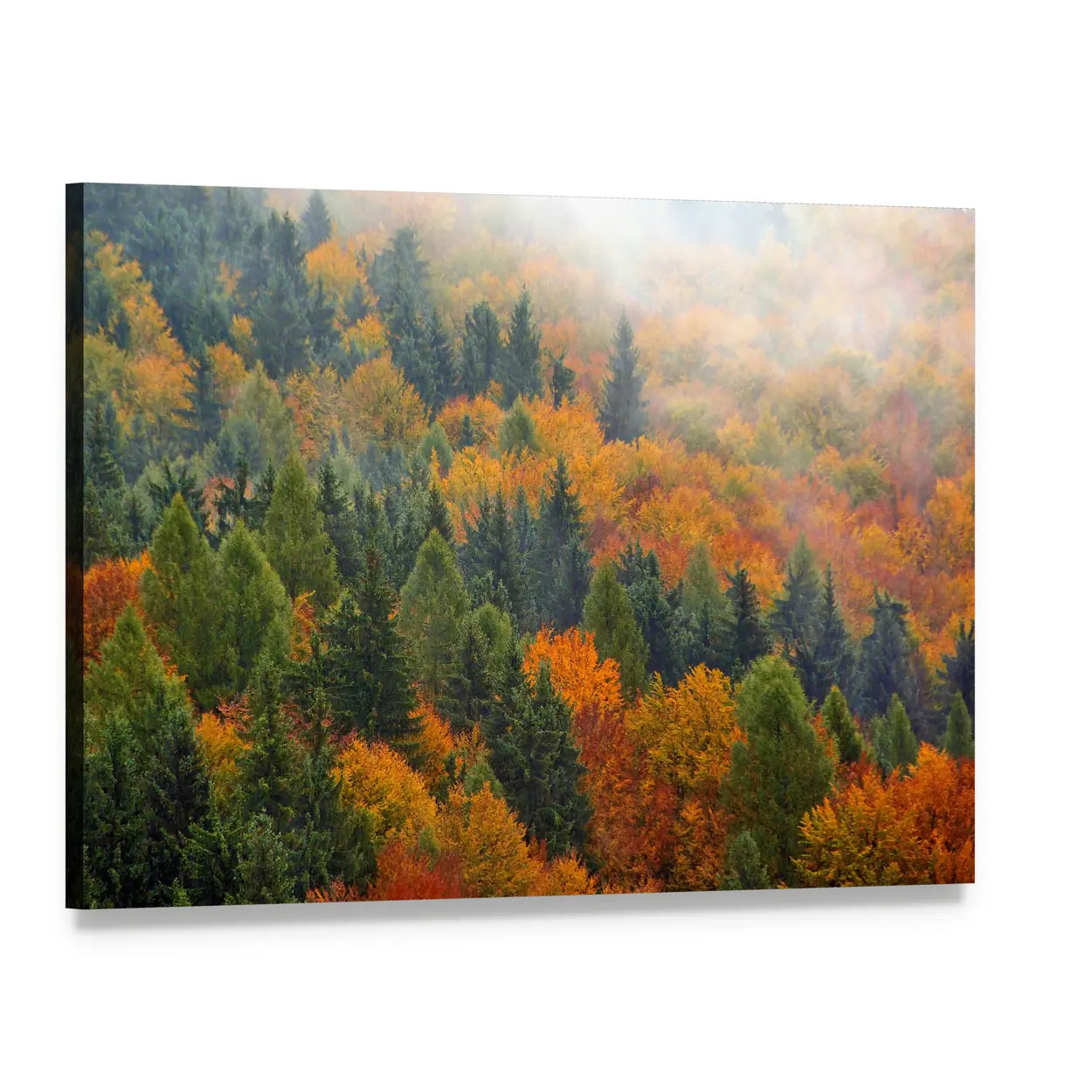 Foggy Autumn Forest In Romania Canvas Wall Art, single panel gallery wrapped canvas, angled product view