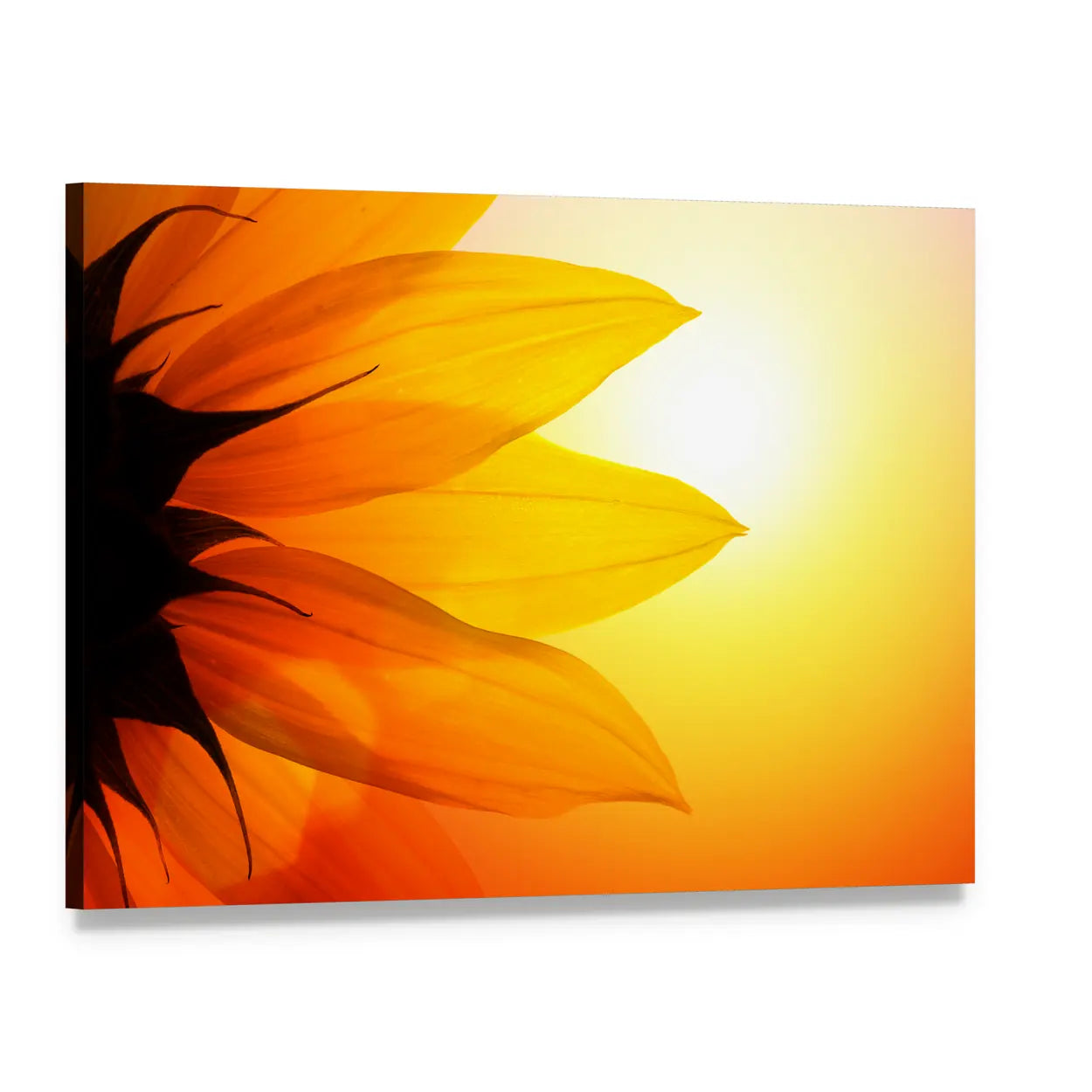 Yellow Sunflower Petals At Sunset Canvas Wall Art, single panel gallery wrapped canvas, angled product view