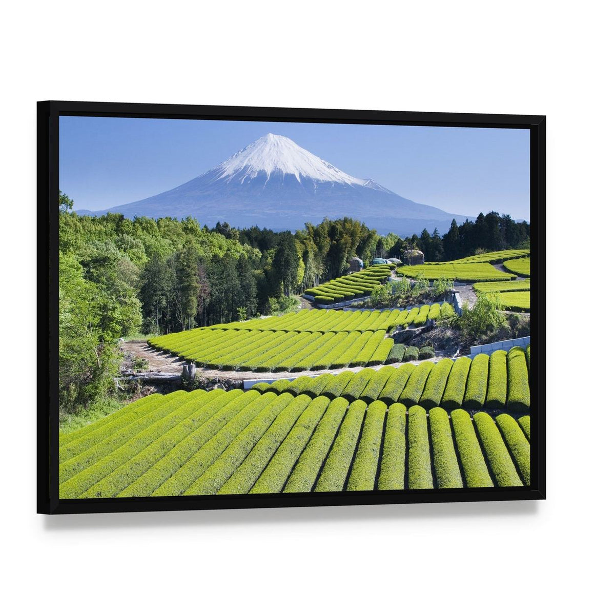 Mount Fuji Over Green Tea Fields Canvas Wall Art, framed canvas in a black floater frame, angled product view