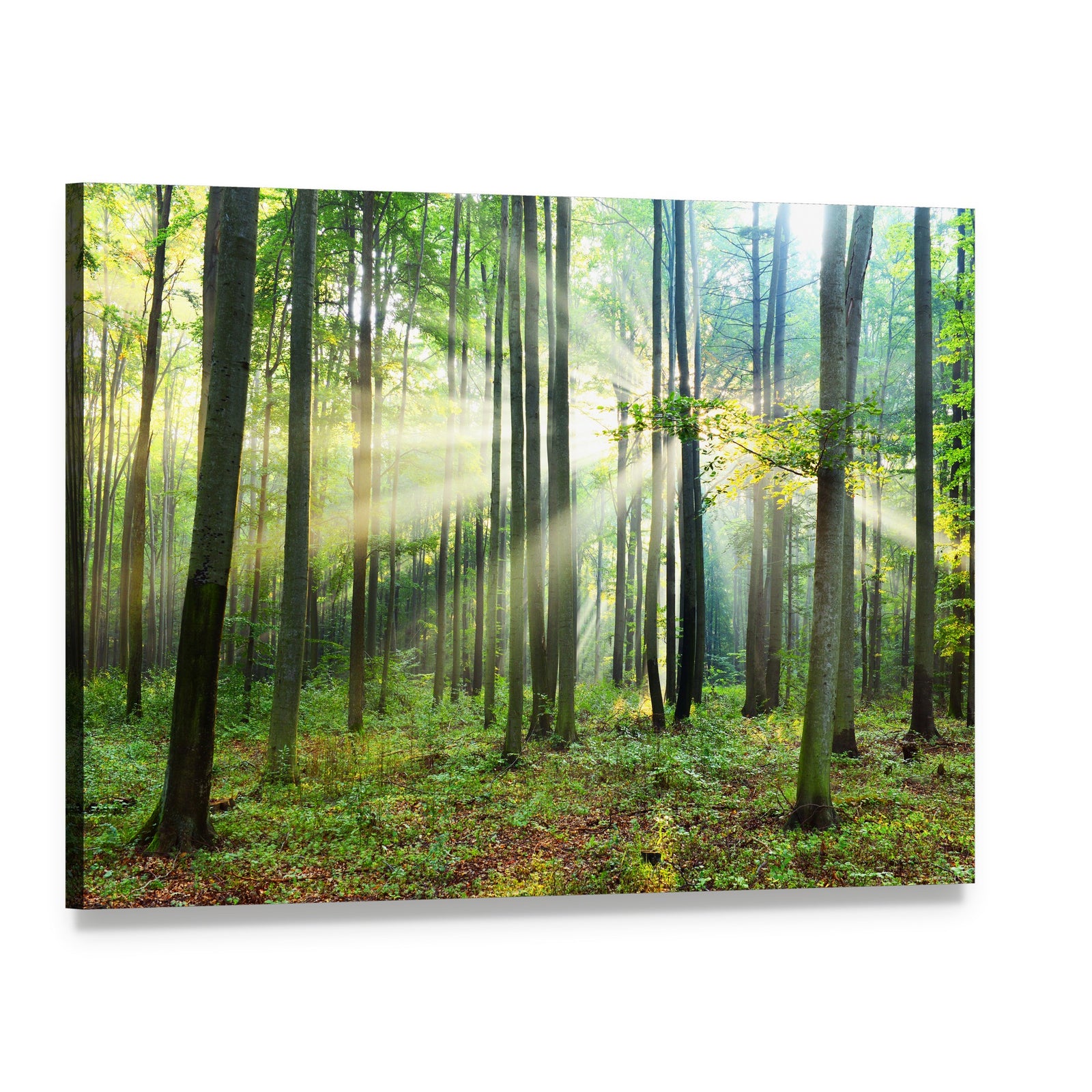 Morning Sunbeams in Forest Canvas Wall Art, single panel gallery wrapped canvas, angled product view
