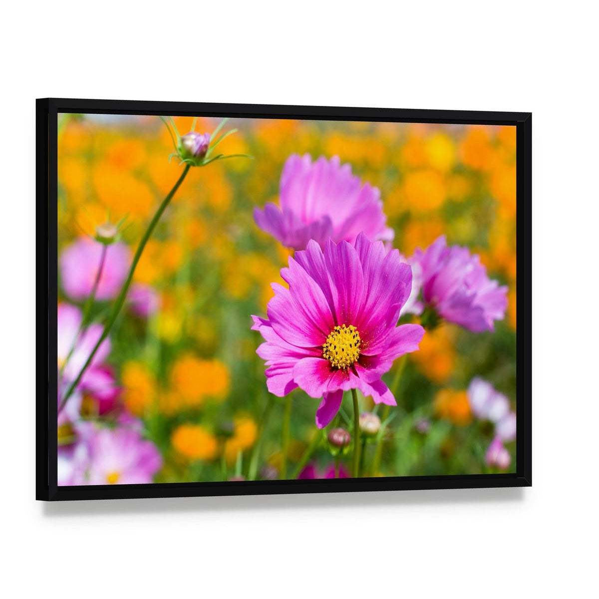 Pink Cosmos in the Flower Fields Canvas Wall Art, framed canvas in a black floater frame, angled product view