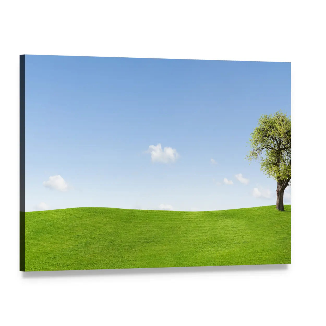 Solitary Tree on Sunny Green Hill Canvas Wall Art, single panel gallery wrapped canvas, angled product view