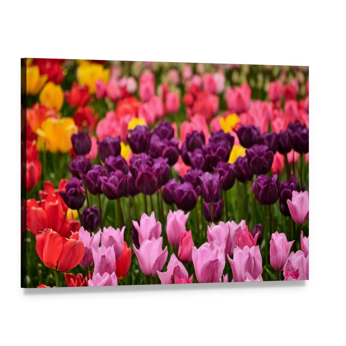 Spring Flower Tulips Canvas Wall Art, single panel gallery wrapped canvas, angled product view