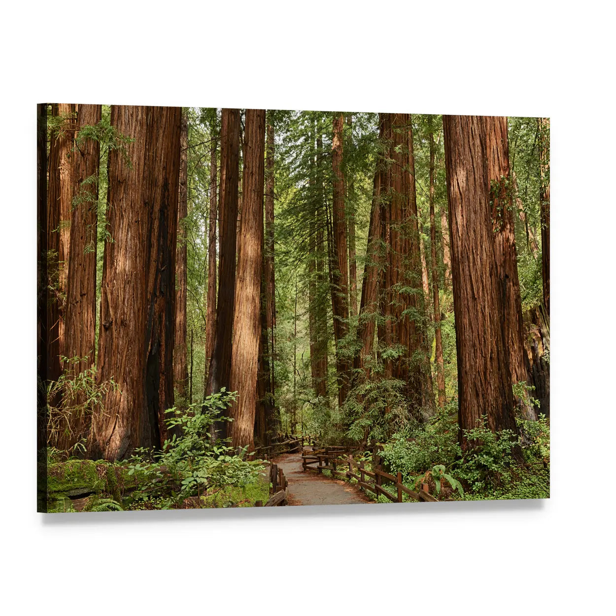Muir Woods National Monument In California Canvas Wall Art, single panel gallery wrapped canvas, angled product view