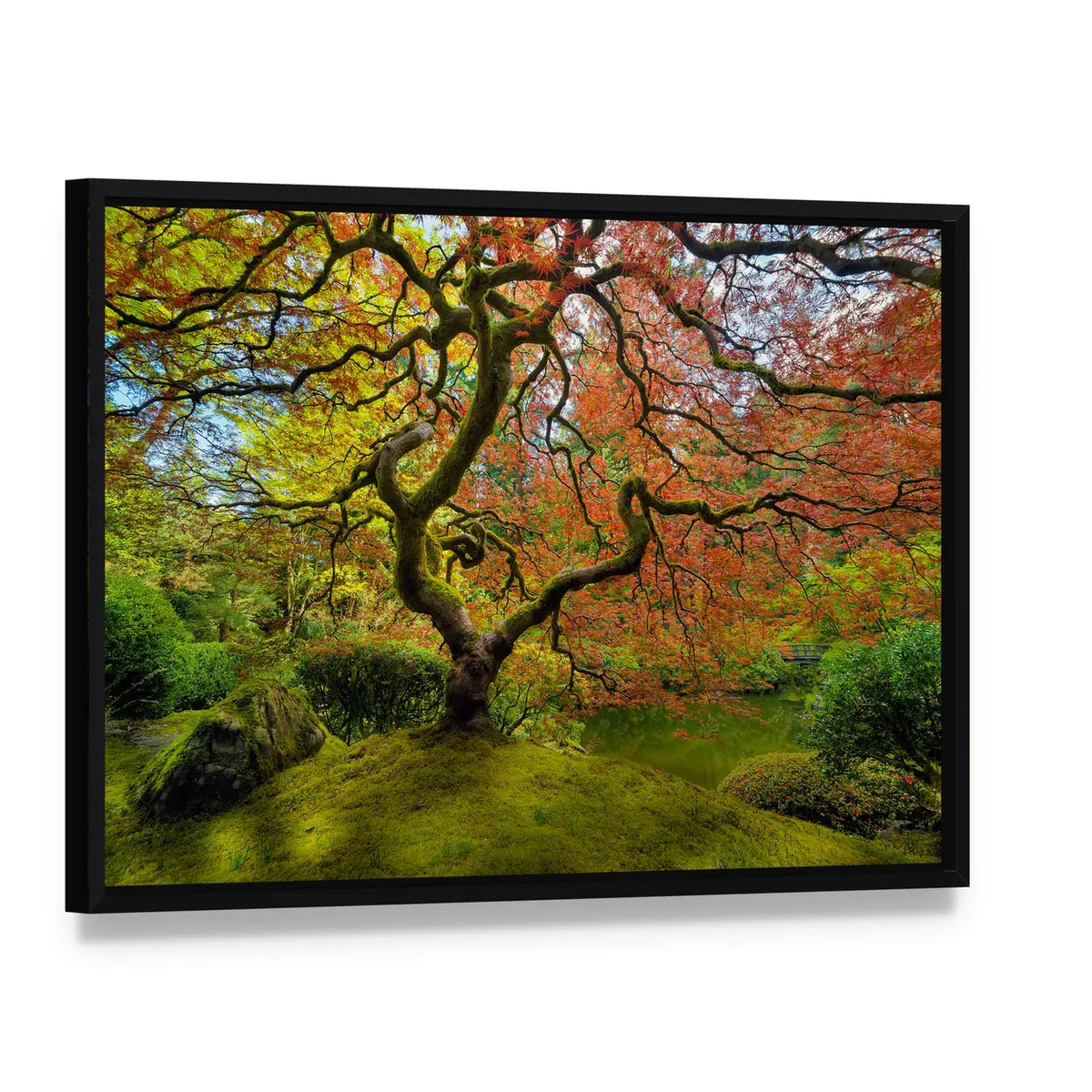 Gnarled Japanese Maple Tree in Portland Canvas Wall Art, framed canvas in a black floater frame, angled product view