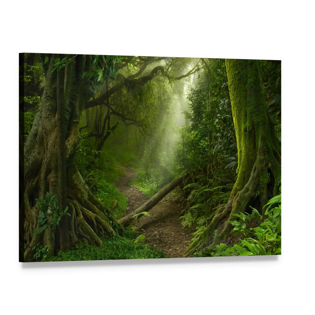 Asian Rain Forest With Sun Rays Canvas Wall Art, single panel gallery wrapped canvas, angled product view