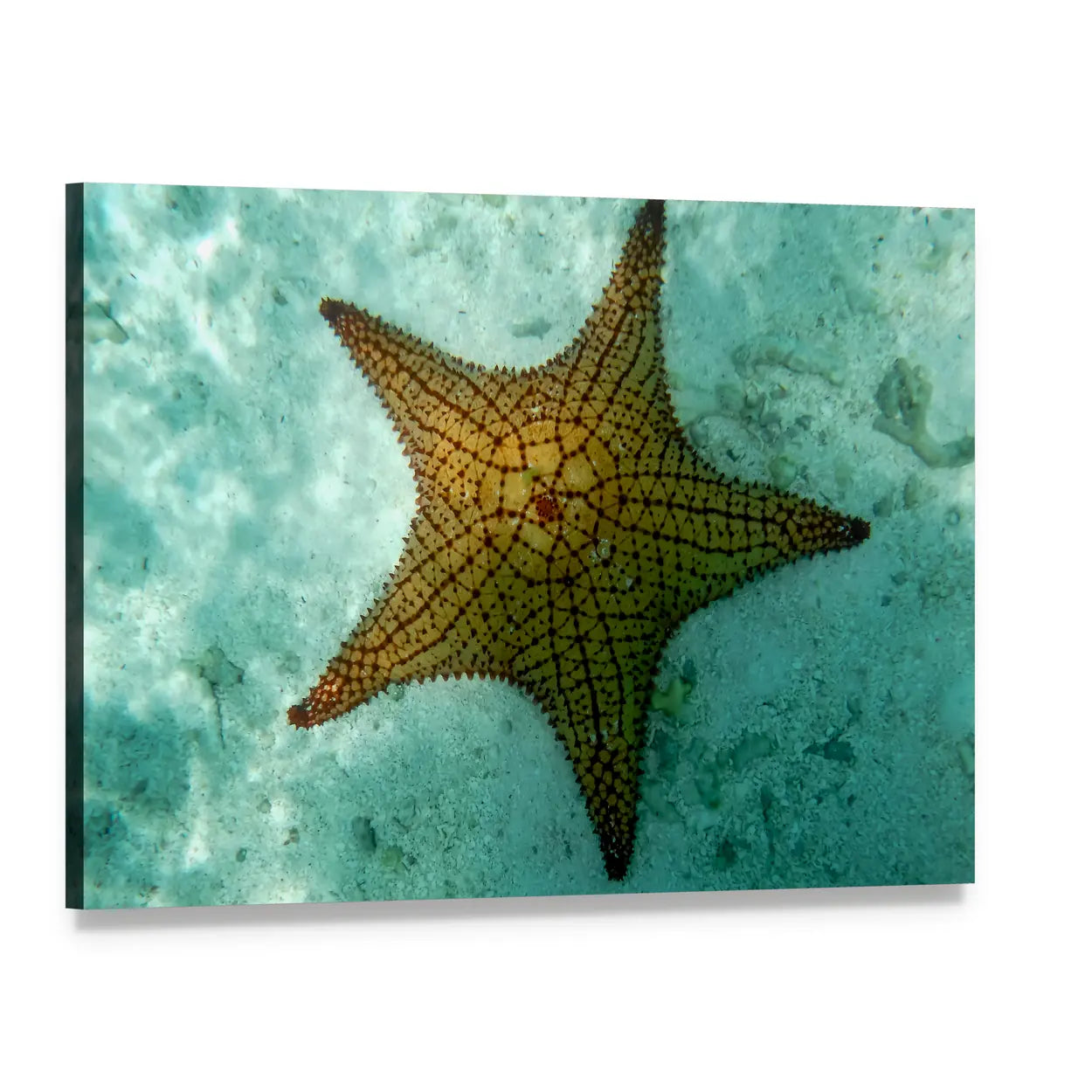 Big Starfish on Turquoise Sand Canvas Wall Art, single panel gallery wrapped canvas, angled product view