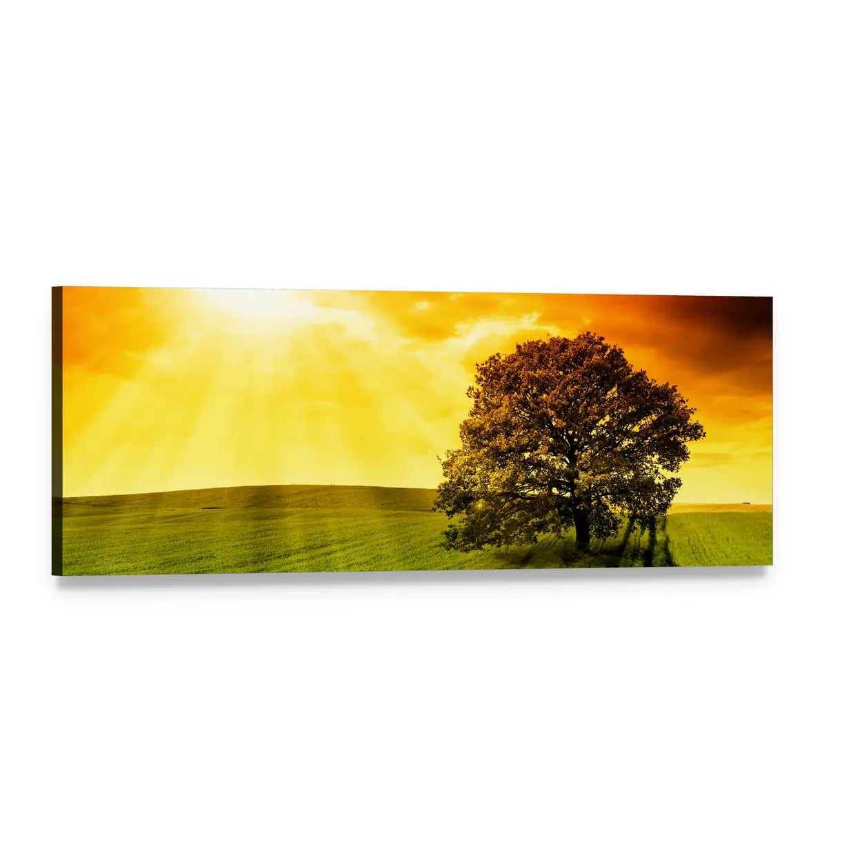 Solitary Tree at Golden Hour Panoramic Canvas Wall Art, single panel gallery wrapped canvas, angled product view