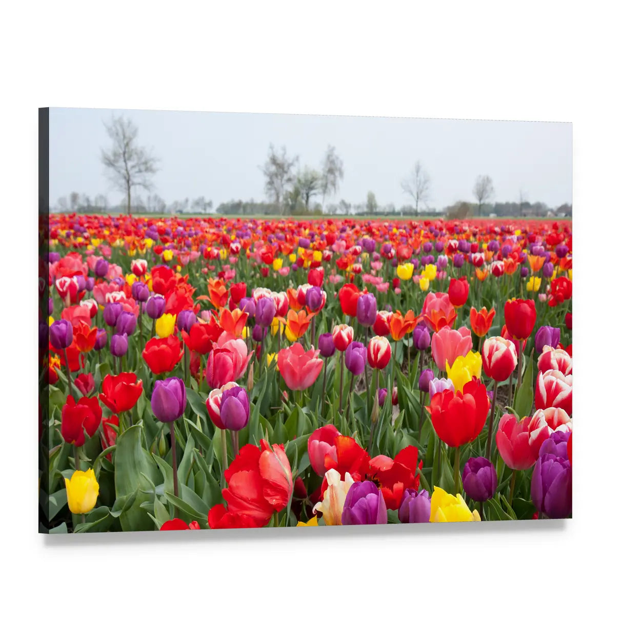 Colorful Tulip Field Canvas Wall Art, single panel gallery wrapped canvas, angled product view