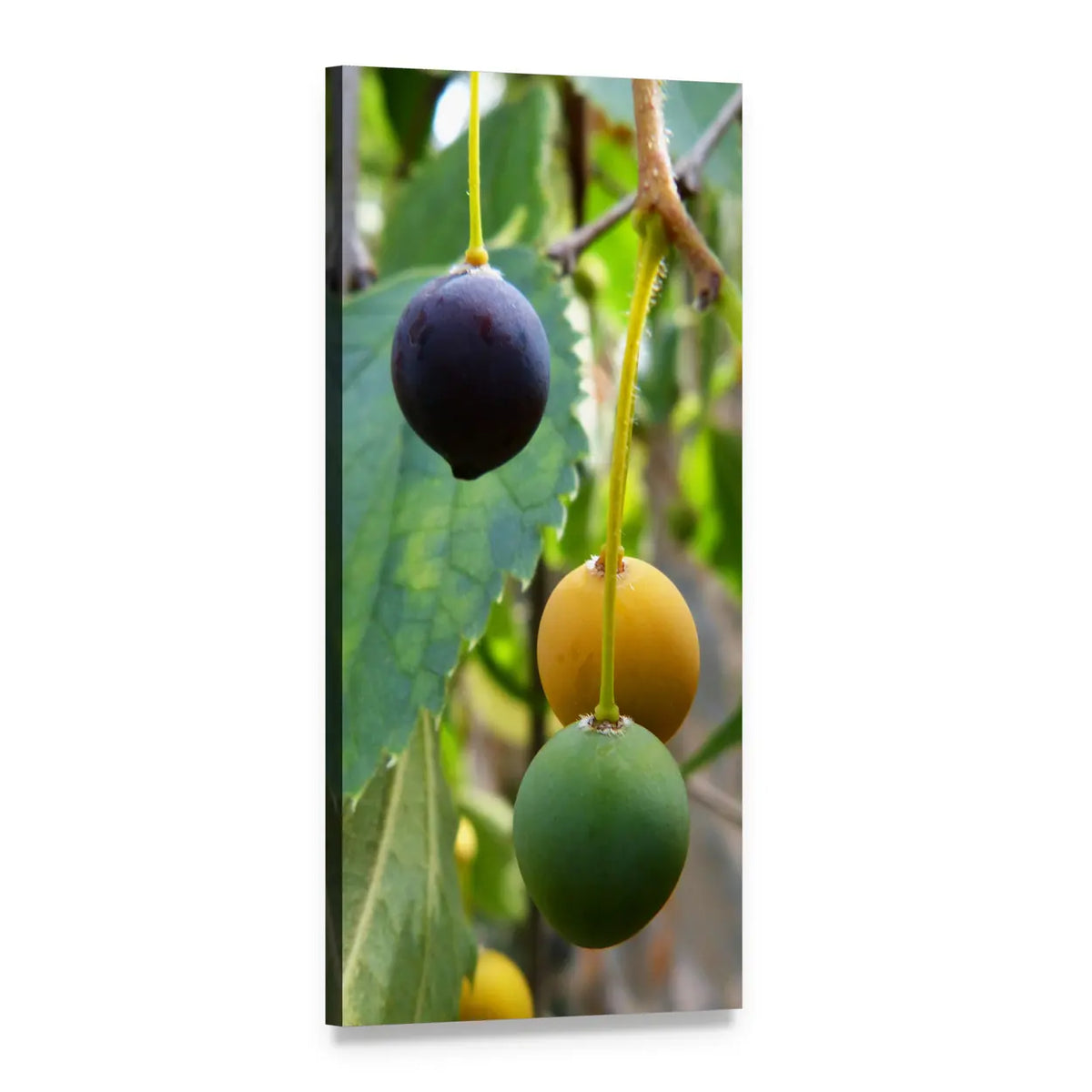 Lledoner Berries on Branch Vertical Canvas Wall Art, 1 panel 1 Vertical layout gallery wrapped canvas set, angled product view