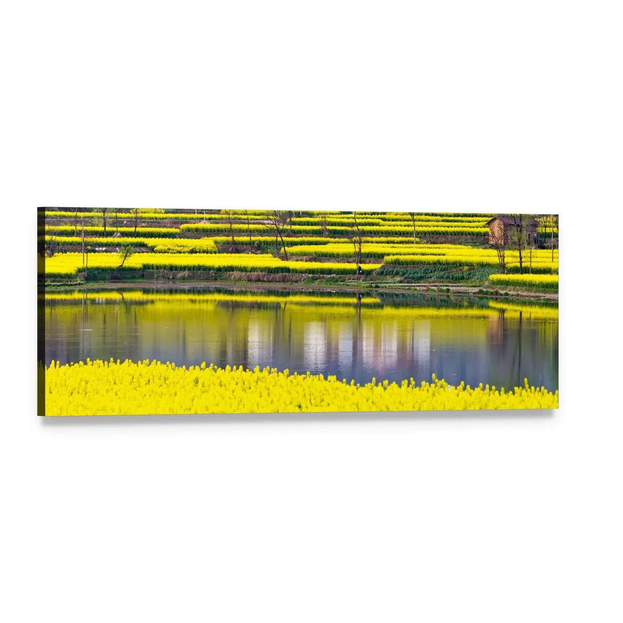 Terraced Yellow Flower Fields with Lake Reflections Panoramic Canvas Wall Art, single panel gallery wrapped canvas, angled product view
