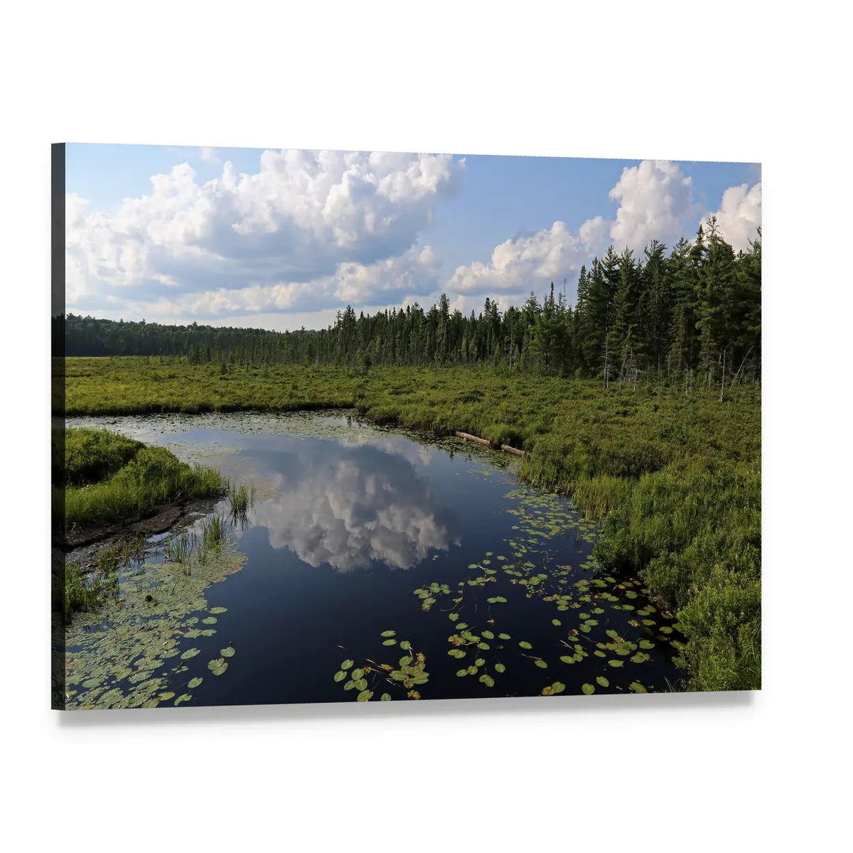 Spruce Bog with Lily Pads Canvas Wall Art, single panel gallery wrapped canvas, angled product view