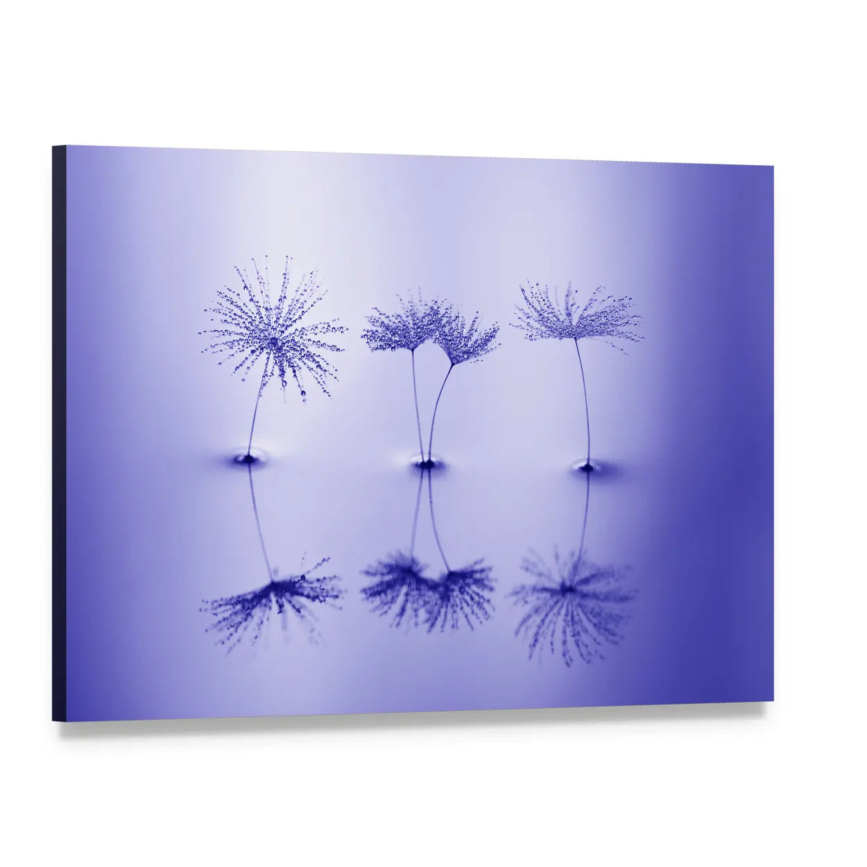 Dandelion Seeds on Water Canvas Wall Art, single panel gallery wrapped canvas, angled product view