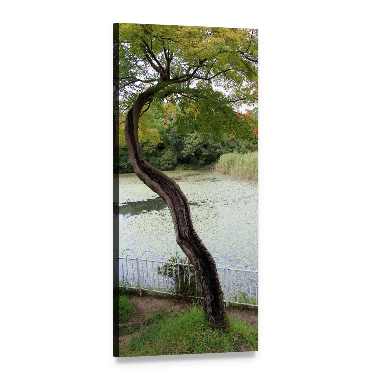 S-shaped Tree by Pond in Autumn Vertical Canvas Wall Art, 1 panel 1 Vertical layout gallery wrapped canvas set, angled product view