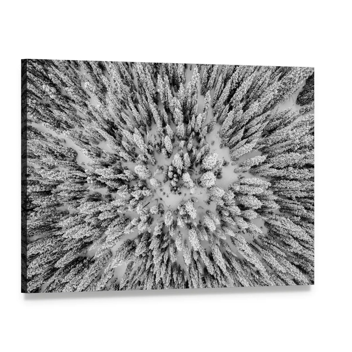 Snow Covered Evergreen Forests In The Colorado Rocky Mountains Canvas Wall Art, single panel gallery wrapped canvas, angled product view