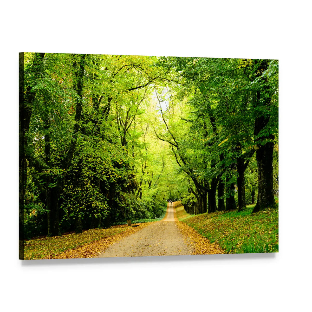 Path In The Forest Woods Canvas Wall Art, single panel gallery wrapped canvas, angled product view