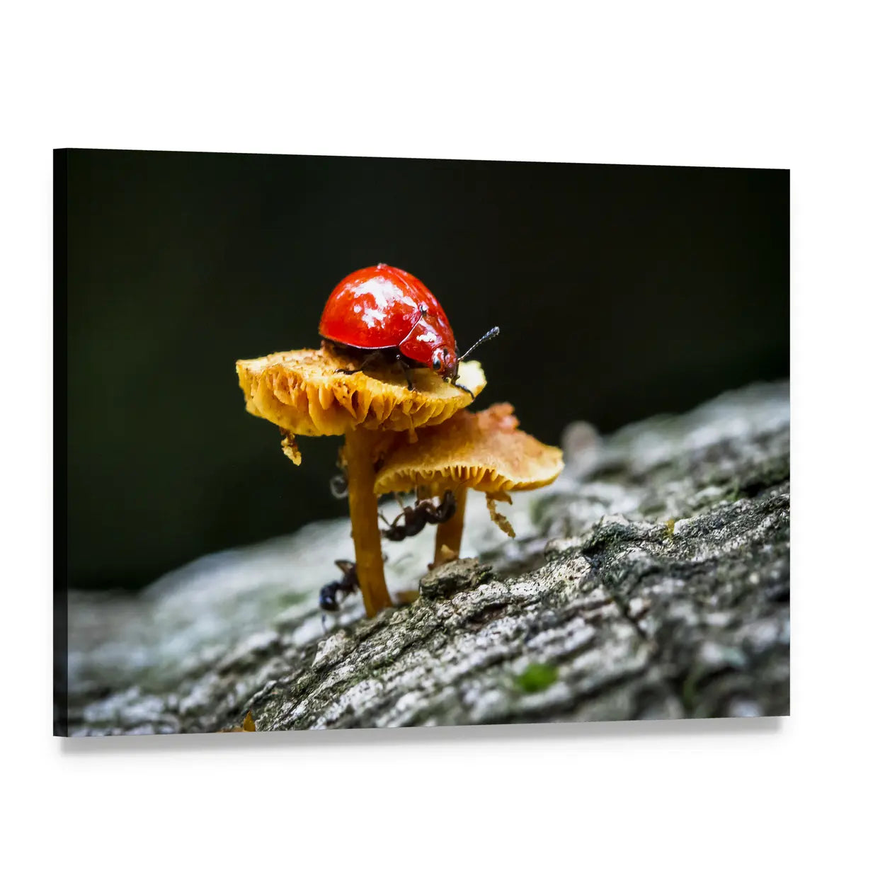 Red Ladybug on Mushroom Canvas Wall Art, single panel gallery wrapped canvas, angled product view