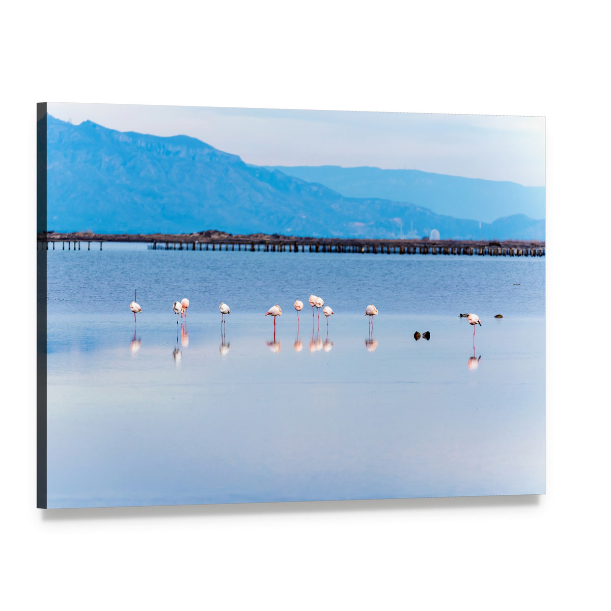 Flamingos Wading in Reflective Water Canvas Wall Art, single panel gallery wrapped canvas, angled product view