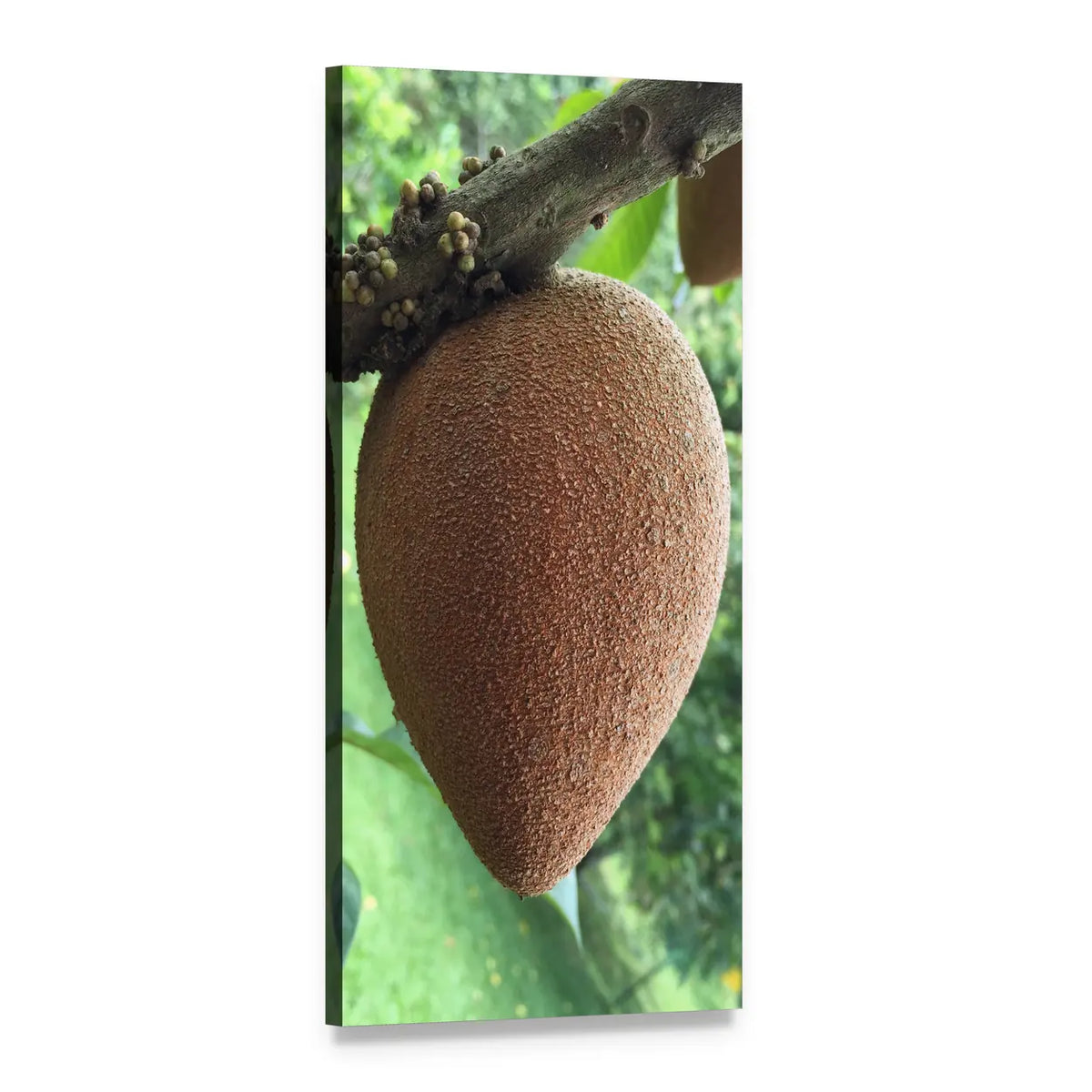 Apple Sapote Fruit on Branch Vertical Canvas Wall Art, 1 panel 1 Vertical layout gallery wrapped canvas set, angled product view