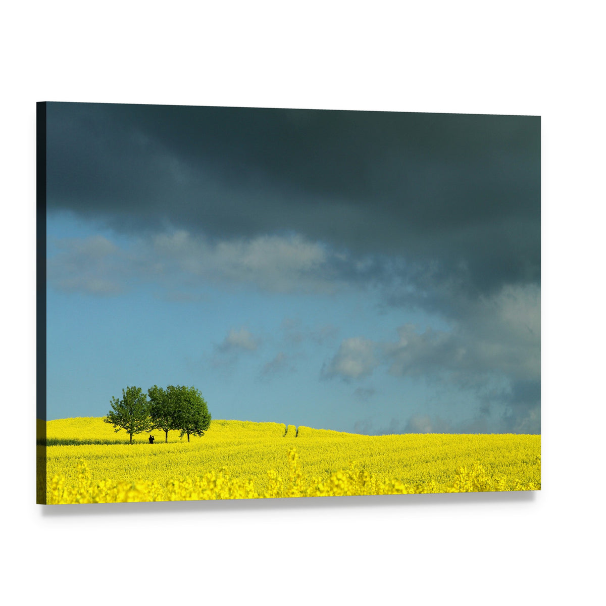 Summer Canola Field in Denmark Canvas Wall Art, single panel gallery wrapped canvas, angled product view