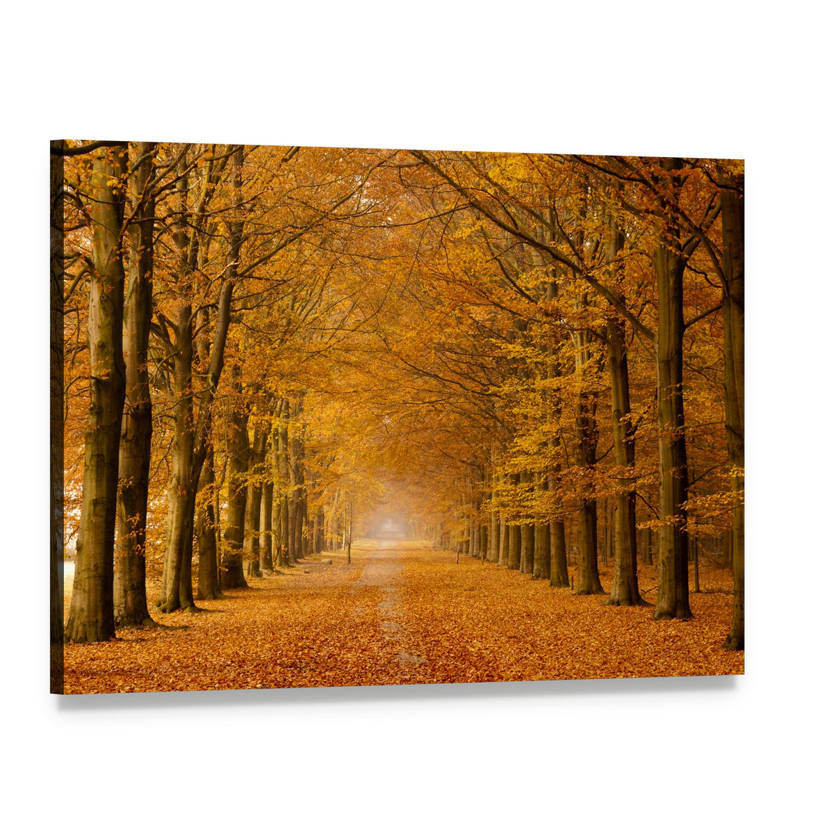 Trees Alongside Road in Autumn Canvas Wall Art, single panel gallery wrapped canvas, angled product view