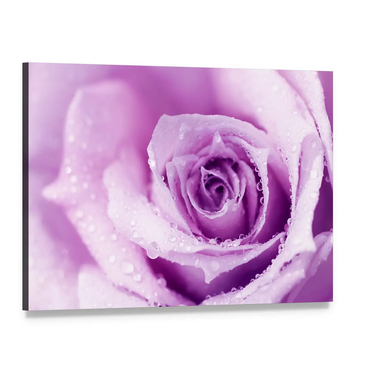 Abstract Purple Rose with Dew Drops Canvas Wall Art, single panel gallery wrapped canvas, angled product view