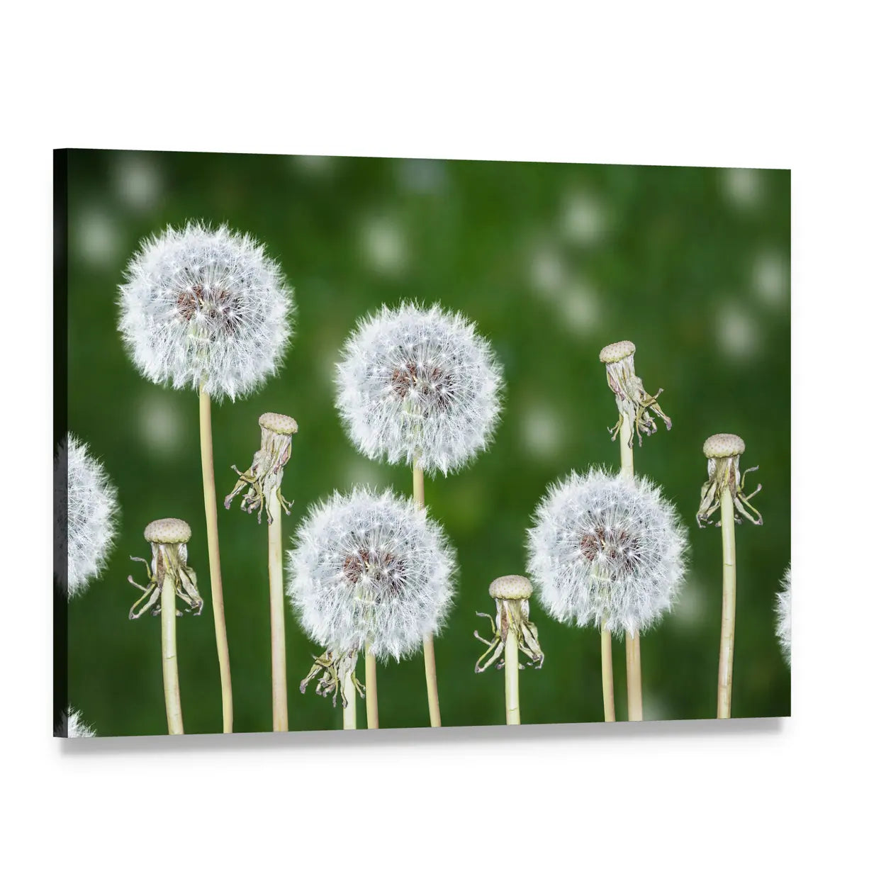 Fluffy Dandelion Seed Heads Close-up Canvas Wall Art, single panel gallery wrapped canvas, angled product view