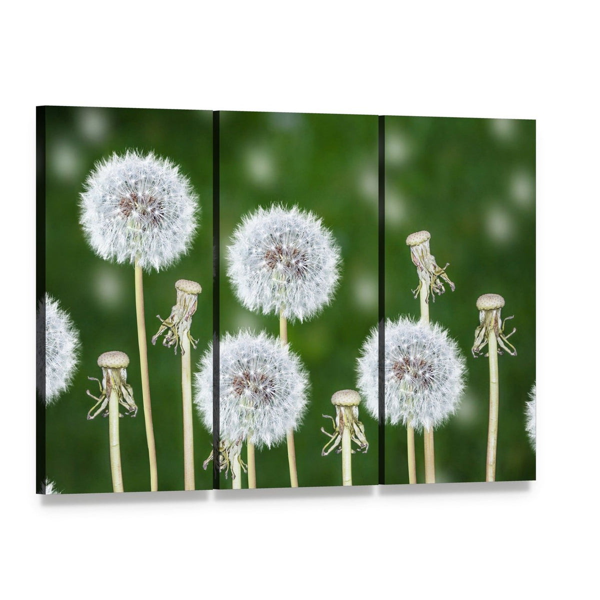 Fluffy Dandelion Seed Heads Canvas Wall Art, 3 panel 3 Horizontal layout gallery wrapped canvas set, angled product view