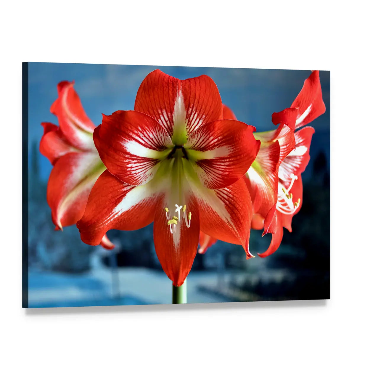 Red Amaryllis Flower Close-up Canvas Wall Art, single panel gallery wrapped canvas, angled product view