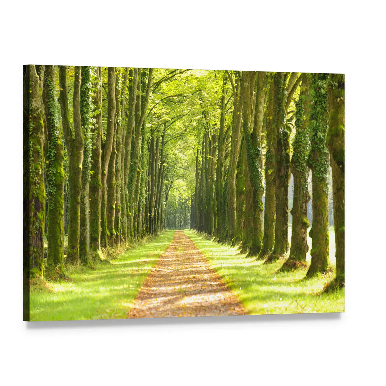 Linden Trees Along Footpath Canvas Wall Art, single panel gallery wrapped canvas, angled product view