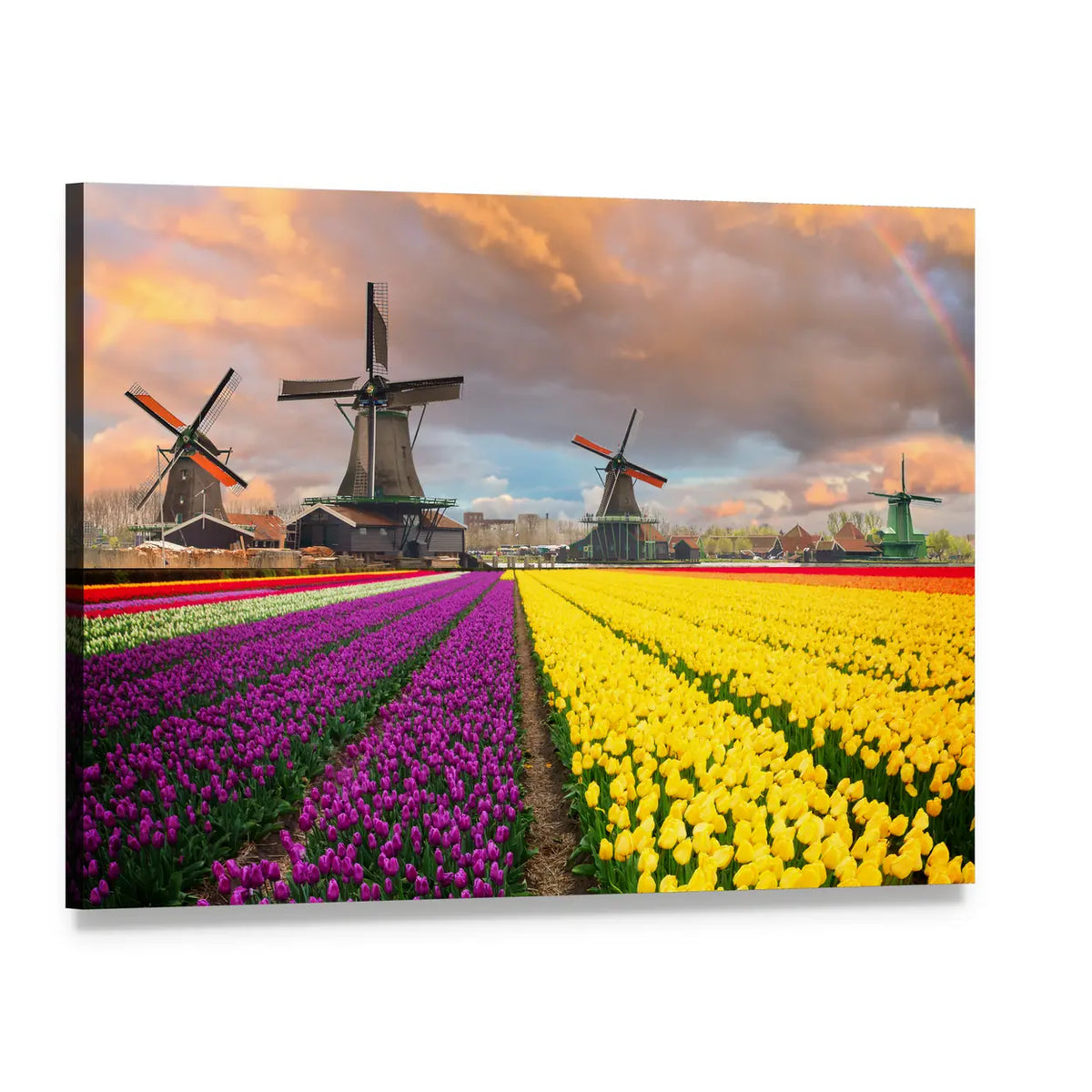 Purple and Yellow Tulip Fields with Windmills Canvas Wall Art, single panel gallery wrapped canvas, angled product view