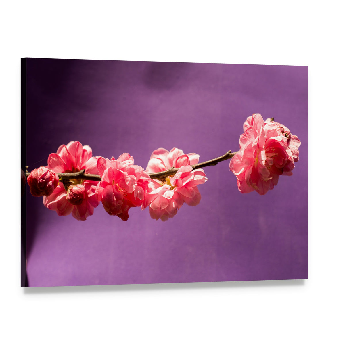 Cherry Blossom Branch in Soft Focus Canvas Wall Art, single panel gallery wrapped canvas, angled product view
