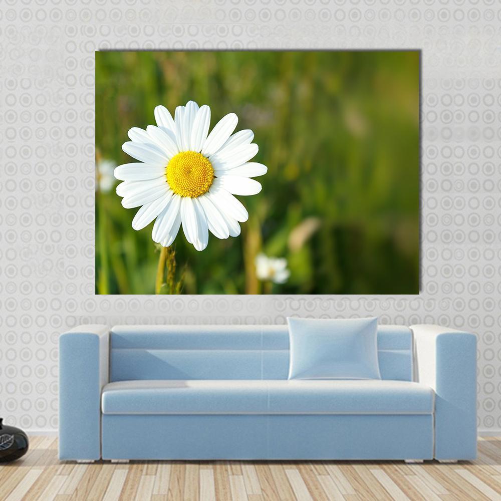 White Marguerite Flower Close-up Canvas Wall Art in white, yellow and green, single panel hung on a wall