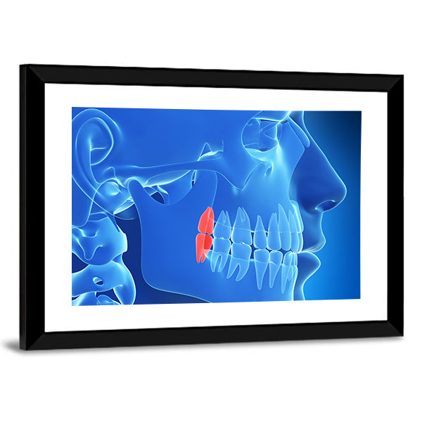 Human Teeth Anatomy Illustration Canvas Wall Art