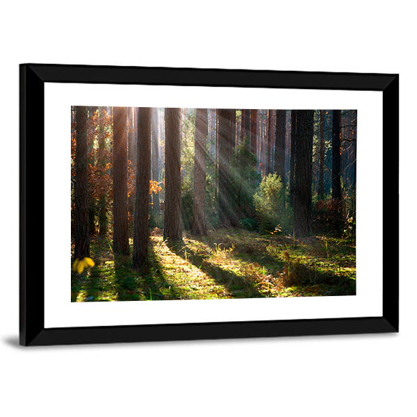 Old Autumn Forest Canvas Wall Art-1 Piece-Framed Print-20" x 16"-Tiaracle
