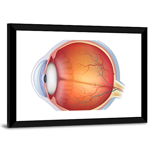 Human Eye Anatomy Canvas Wall Art
