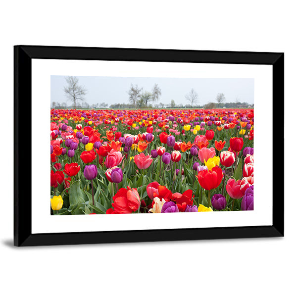 Coloured Tulips Canvas Wall Art-1 Piece-Framed Print-20" x 16"-Tiaracle