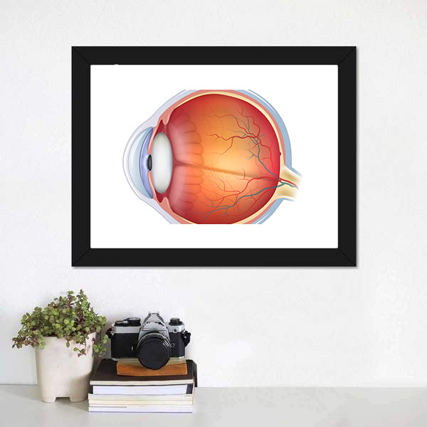 Human Eye Anatomy Canvas Wall Art