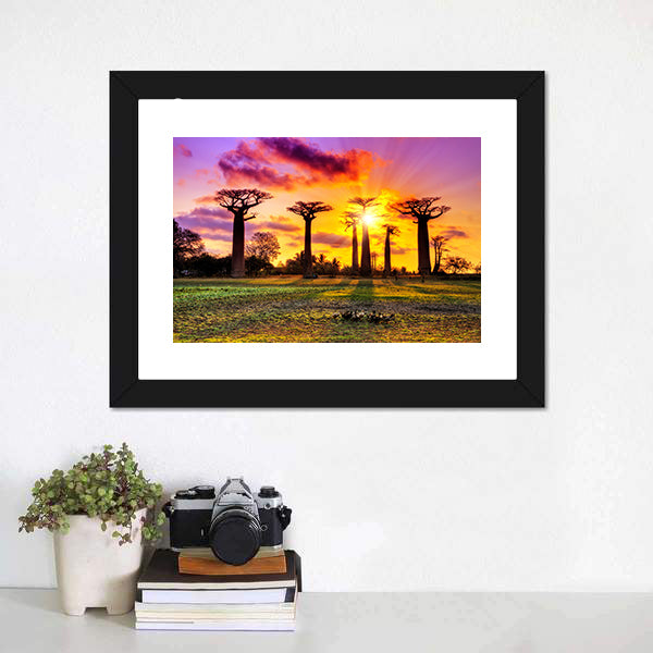 Baobab Trees At Sunset Canvas Wall Art-5 Horizontal-Gallery Wrap-22" x 12"-Tiaracle