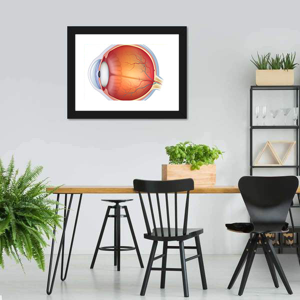 Human Eye Anatomy Canvas Wall Art
