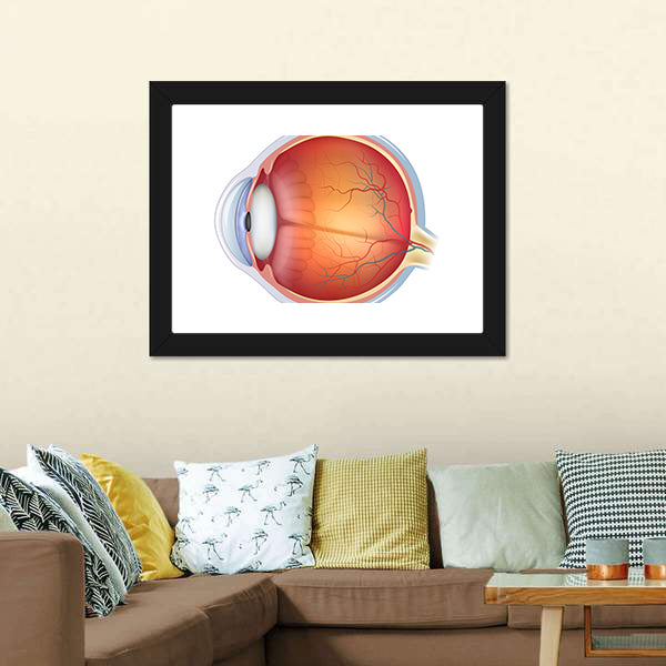 Human Eye Anatomy Canvas Wall Art