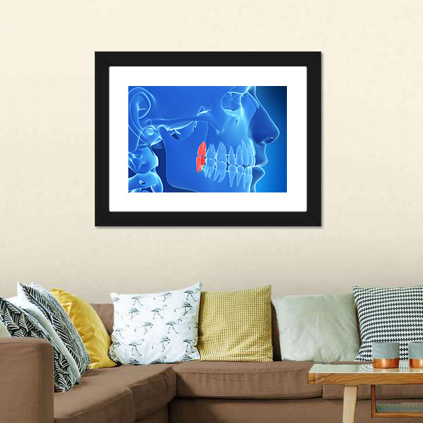 Human Teeth Anatomy Illustration Canvas Wall Art