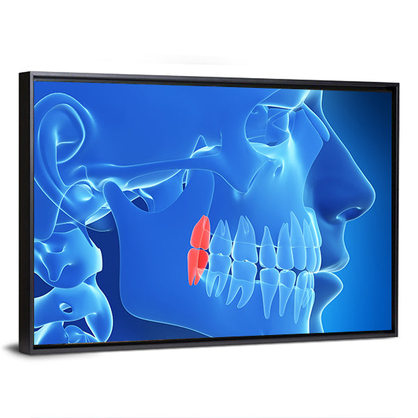 Human Teeth Anatomy Illustration Canvas Wall Art
