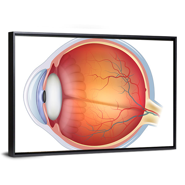 Human Eye Anatomy Canvas Wall Art