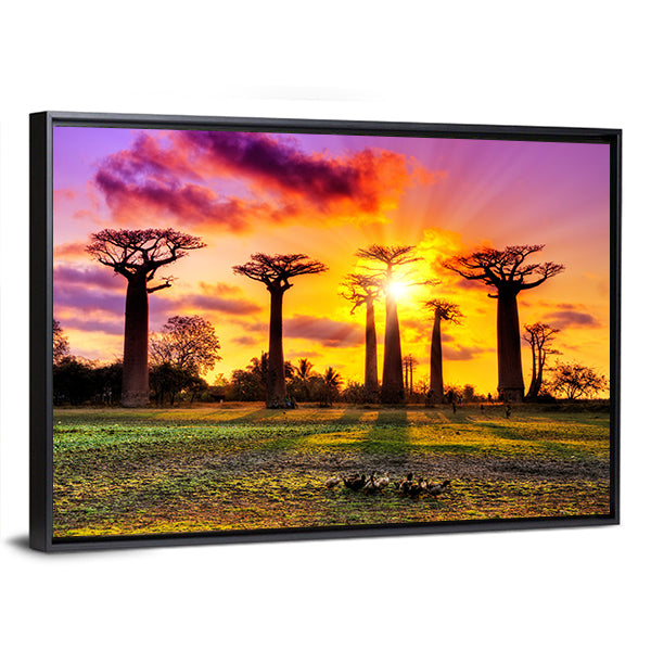 Baobab Trees At Sunset Canvas Wall Art-1 Piece-Floating Frame-36" x 24"-Tiaracle
