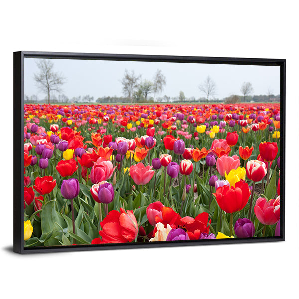 Coloured Tulips Canvas Wall Art-1 Piece-Floating Frame-24" x 16"-Tiaracle