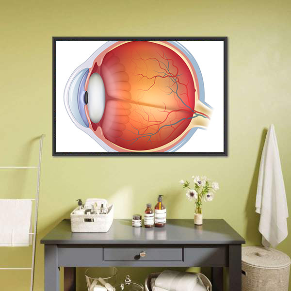 Human Eye Anatomy Canvas Wall Art