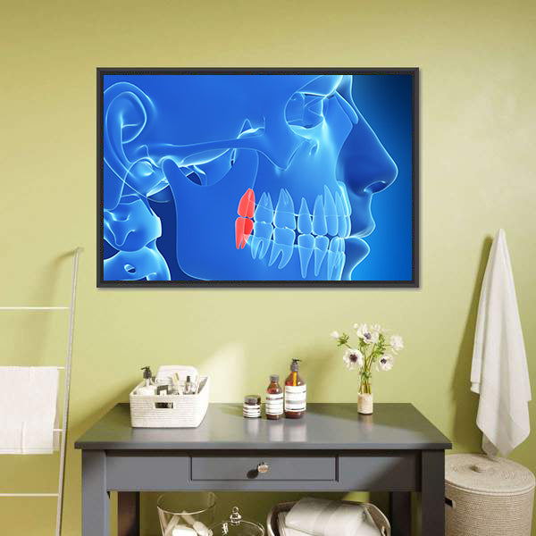Human Teeth Anatomy Illustration Canvas Wall Art